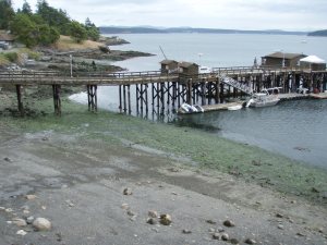 low tide at Friday Harbor Labs