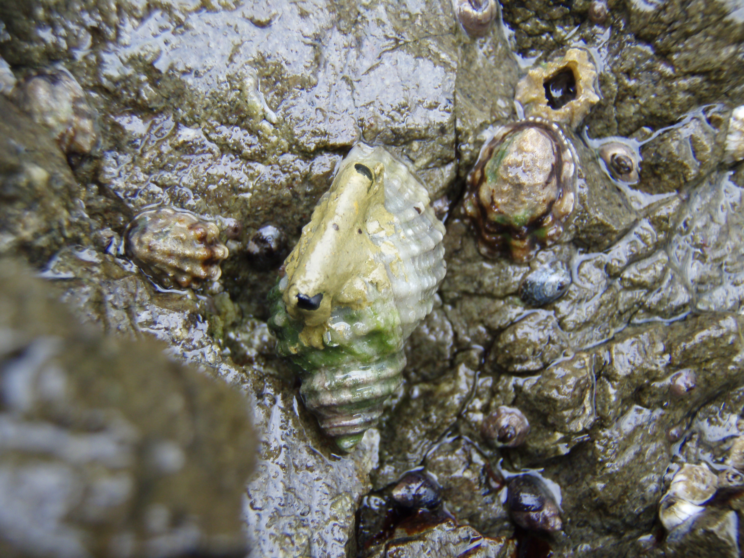 Whelk marine snail with yellow-green epoxy on shell sitting on wet rock with other small invertebrates. The epoxy holds on a small glass tag that rebounds radio frequency so that the snail can be tracked.