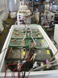 Close up of an oversized cooler that has been transformed into an aquarium tank with several separate plastic containers sitting in the water. Dozens and dozens of tubes and wires are running to the plastic containers and in the background around other aquarium lab equipment.